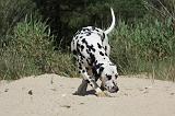 DALMATIEN 323